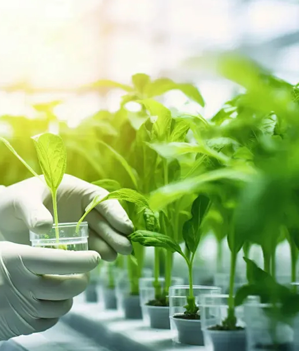 优化化肥的缓释与利用率
